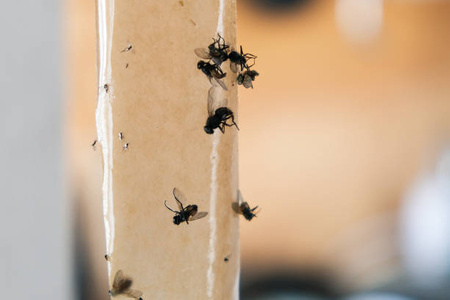 BROS LEP NA MUCHY MUSZKI OKRĄGŁY TAŚMA 10szt