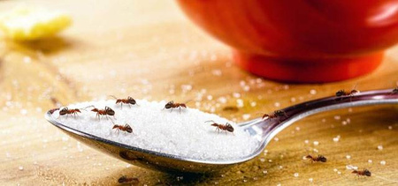 BROS PROSZEK NA MRÓWKI 250g