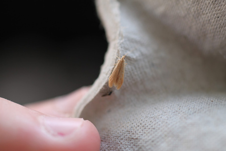 BROS LEP PUŁAPKA NA MOLE ODZIEŻOWE