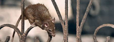 BROS LEP NA MYSZY I SZCZURY PUŁAPKA KLEJOWA