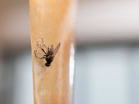 BROS LEP PŁASKI NA MUCHY KOMARY OWADY 10 sztuk