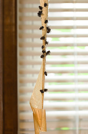 BROS LEP NA MUCHY MUSZKI OKRĄGŁY TAŚMA 10szt