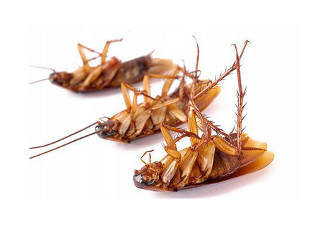 BROS FEROMOX LEP NA KARALUCHY PRUSAKI RYBIKI