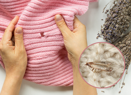 BROS LEP PUŁAPKA NA MOLE ODZIEŻOWE