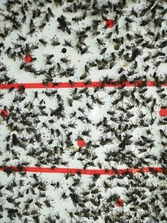 BROS LEP PŁASKI NA MUCHY KOMARY OWADY - KARTON 100 SZT